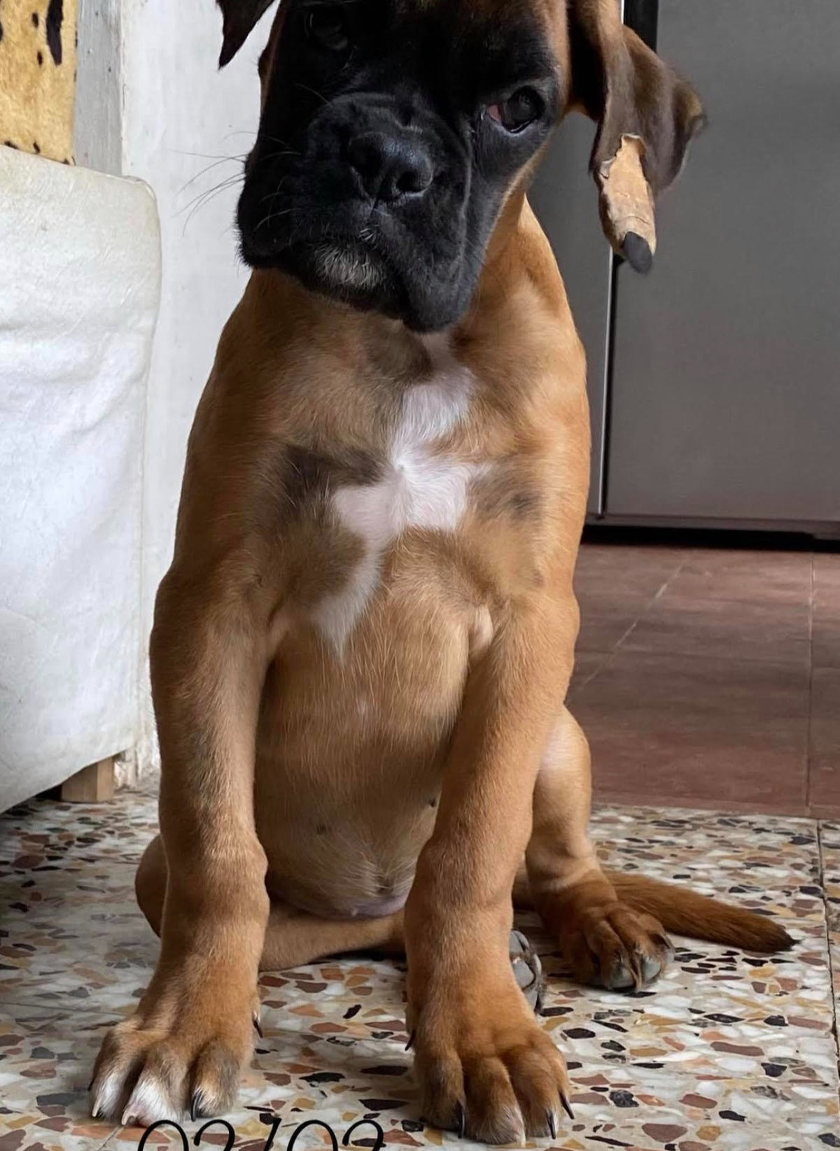 DOGOJunior