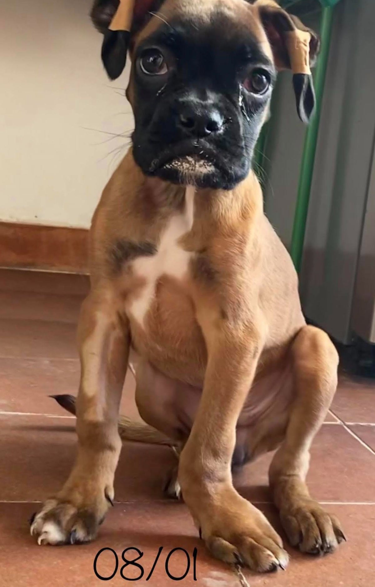 DOGOJunior